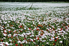 Mák setý (Papar somniferum L.)